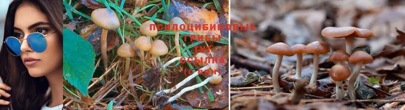 Псилоцибиновые грибы Psilocybine cubensis  купить закладку  Ливны 